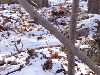 20180106 - Korstian - Carolina Wren