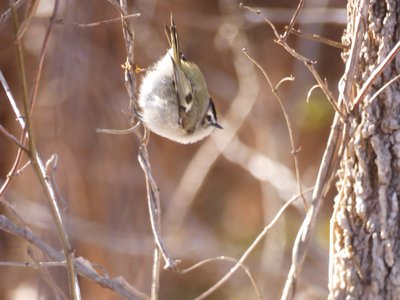 20180106 - Korstian - Golden-crowned Kinglet 1