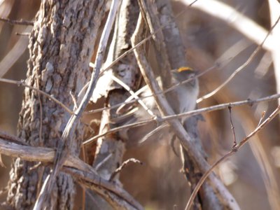 20180106 - Korstian - Golden-crowned Kinglet 2