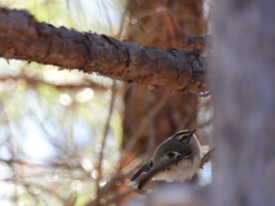 20180106 - Korstian - Golden-crowned Kinglet 3