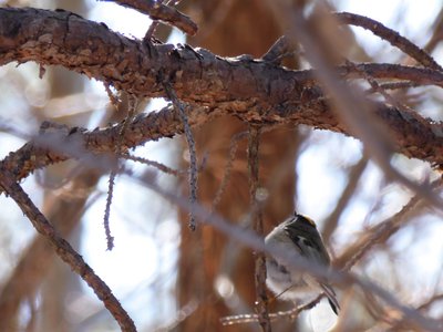 20180106 - Korstian - Golden-crowned Kinglet 4