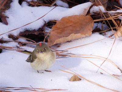 20180106 - Korstian - Ruby-crowned Kinglet 1