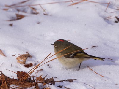 20180106 - Korstian - Ruby-crowned Kinglet 2