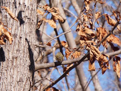 20180106 - Korstian - Ruby-crowned Kinglet 4