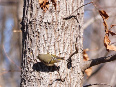 20180106 - Korstian - Ruby-crowned Kinglet 5