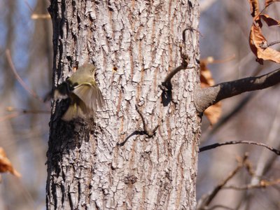 20180106 - Korstian - Ruby-crowned Kinglet 6