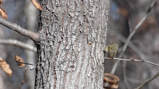 20180106 - Korstian - Ruby-crowned Kinglet 7