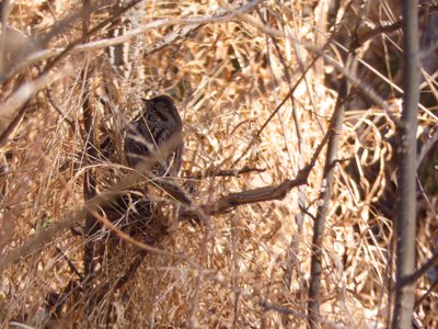 20180106 - Korstian - Song Sparrow 1