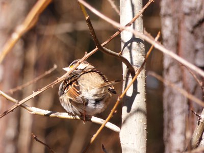 20180106 - Korstian - White-throated Sparrow 1