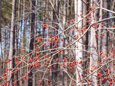 20180106 - Korstian - Winterberry