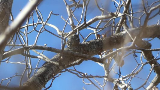 20180106 - Korstian - Yellow-bellied Sapsucker