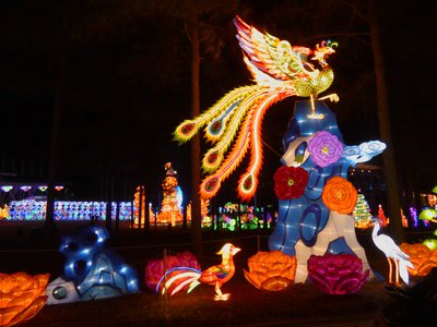 20180110 - Chinese Lantern Festival - 04 - Color Phoenix 1