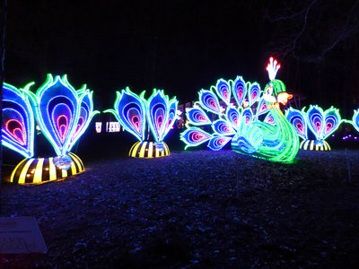 20180110 - Chinese Lantern Festival - 16 - Peacock