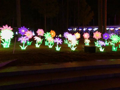 20180110 - Chinese Lantern Festival - 22 - Gerbera