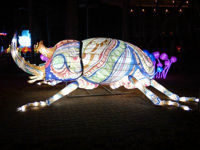 20180110 - Chinese Lantern Festival - 23 - Rhinoceros Beetle 1