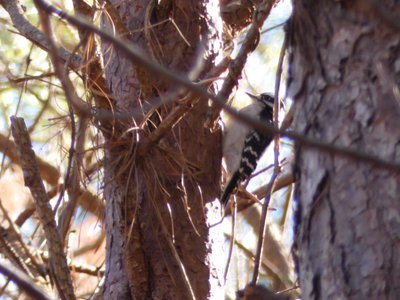 20180113 - Korstian - Hairy Woodpecker