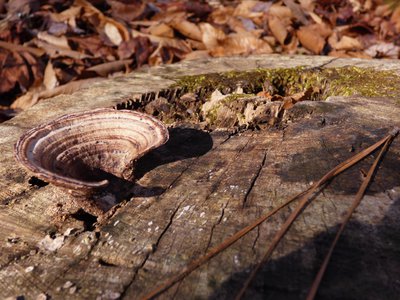 20180113 - Korstian - Tree Stump with Fungus