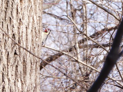 20180113 - Korstian - Yellow-bellied Sapsucker