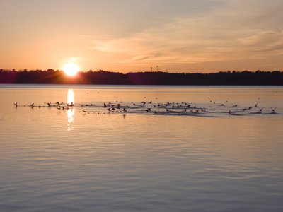 20180114 - Lake Crabtree - Ducks at sunset