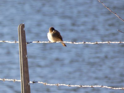 20180114 - Lake Crabtree - Eastern Phoebe