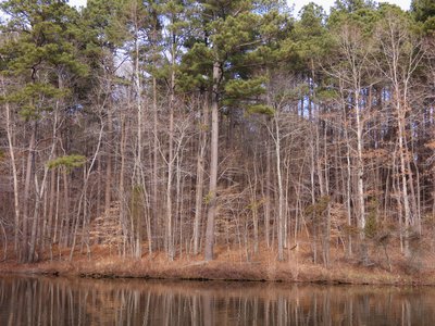 20180114 - Lake Crabtree - Heron 1