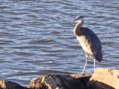 20180114 - Lake Crabtree - Heron 3