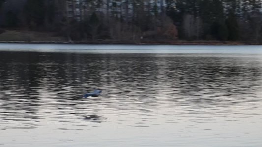 20180114 - Lake Crabtree - Heron 4