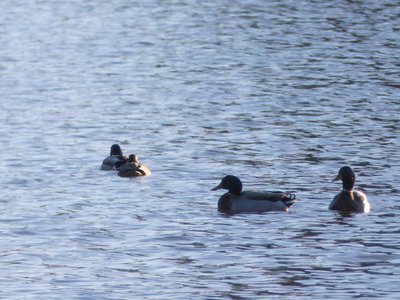 20180114 - Lake Crabtree - Mallards