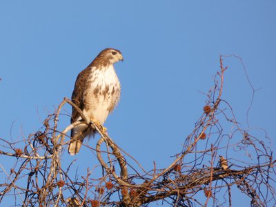 20180114 - Lake Crabtree - Red-tailed Hawk 1