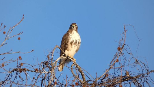 20180114 - Lake Crabtree - Red-tailed Hawk 2