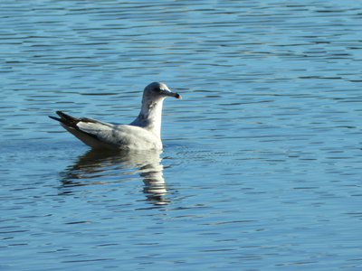 20180114 - Lake Crabtree - Ring-billed Gull