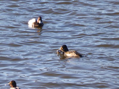 20180114 - Lake Crabtree - Ring-necked Duck and Lesser Scaups