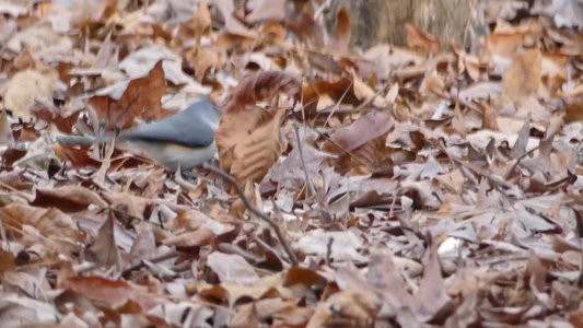 20180114 - Lake Crabtree - Tufted Titmouse