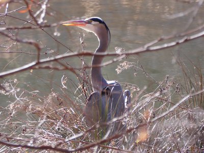 20180121 - Lake Crabtree - Great Blue Heron