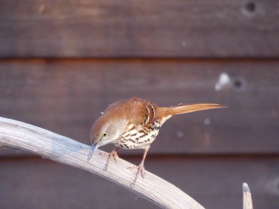 20180121 - NCBG - Brown Thrasher 1