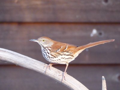 20180121 - NCBG - Brown Thrasher 2