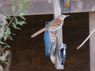 20180121 - NCBG - Brown Thrasher, Downy Woodpecker, and Carolina Wren