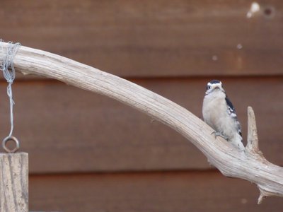 20180121 - NCBG - Downy Woodpecker