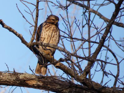 20180121 - NCBG - Hawk 1