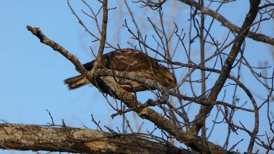 20180121 - NCBG - Hawk 2