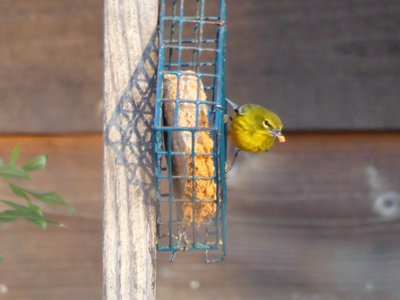 20180121 - NCBG - Pine Warbler