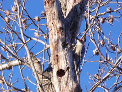 20180121 - NCBG - Red-bellied Woodpecker