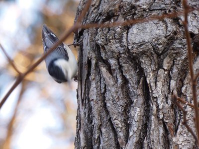 20180121 - NCBG - White-breasted Nuthatch