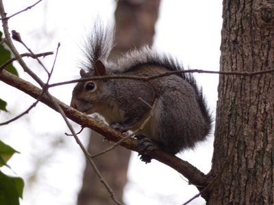 20180408 - Squirrel