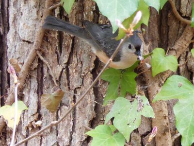 20180408 - Tufted Titmouse 2