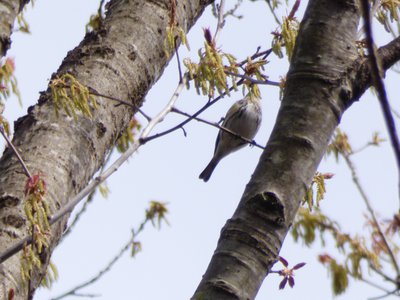 20180408 - Yellow-rumped Warbler 1