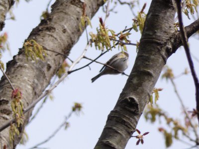 20180408 - Yellow-rumped Warbler 2