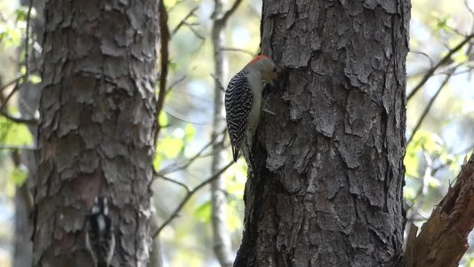 20180414 - Chapel Hill - Downy Woodpecker & Red-Bellied Woodpecker