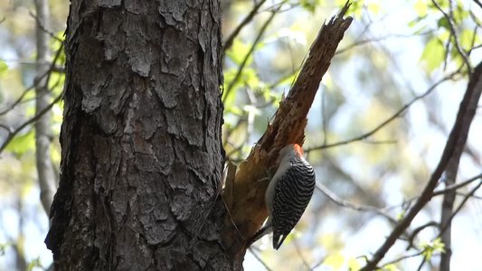 20180414 - Chapel Hill - Red-Bellied Woodpecker 3