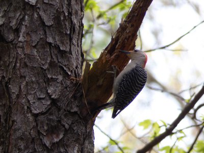 20180414 - Chapel Hill - Red-bellied Woodpecker 2